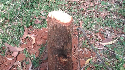 Forest Department Ignored Deforestation at Vaccine Depot belgaum