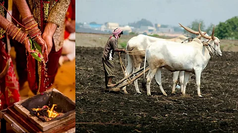 Wedding closing soon as Farmer starts perparation for pre monsoon season