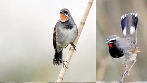 chinese ruby throat bird