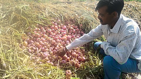 Onions affected by urea