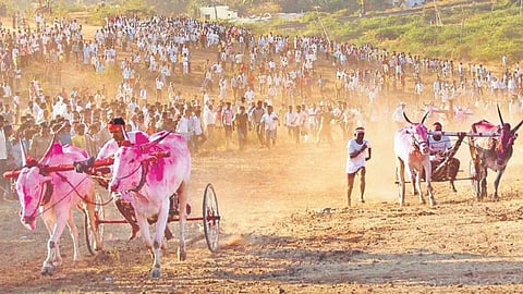 Bullock Cart Race