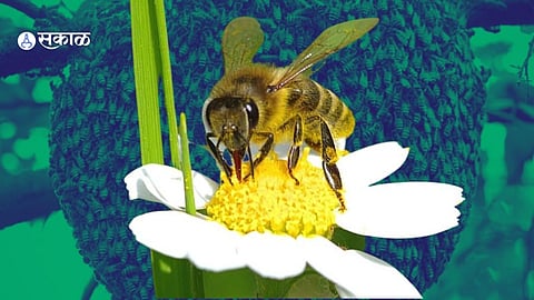 Bee
