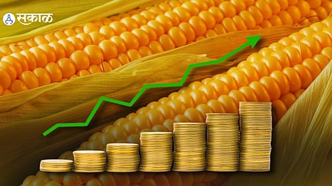 corn price 2450 Exporting to Malaysia Vietnam and Nepal high demand