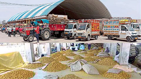 Hingoli Market Committee Turmeric import increased but price rate down