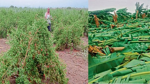 Damage banana, pomegranate crops