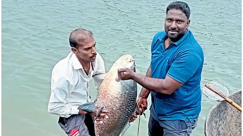 ३५ किलोचा मासा