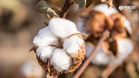 Sillod Farmer Cotton Ginning Land Auction process