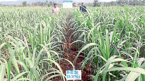 हजारो ऊस उत्पादक शेतकऱ्यांच्या दृष्टीने महत्त्वपूर्ण