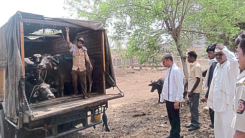 Illegal animal traffickers