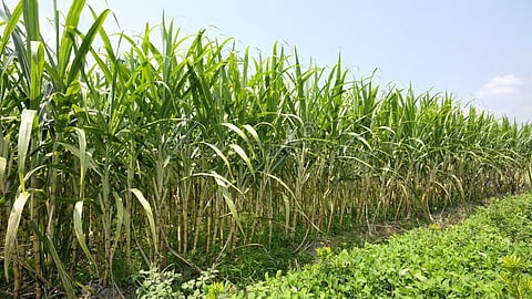 Sugarcane Farm