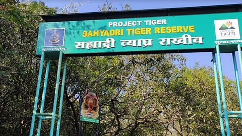 Sahyadri tiger project