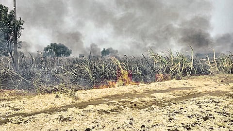 Burned Sugarcane Field
