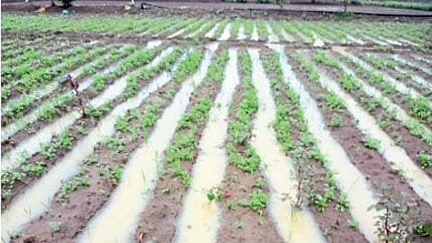 belgoan heavy rain farmer crop damage