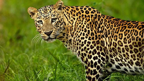 Osmanabad leopard in Valandi area