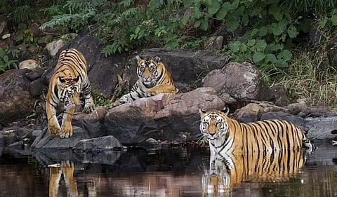 Hivarkheda Gautala Sanctuary