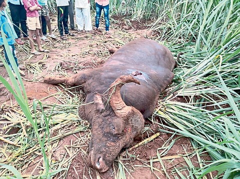 भोगाव (ता. पन्हाळा) गावांच्या हद्दीवर दोन गव्यांच्या झुंजीत एकाचा मृत्यू झाला.