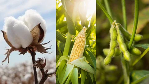 Cotton, Maize & Soya bean Crop