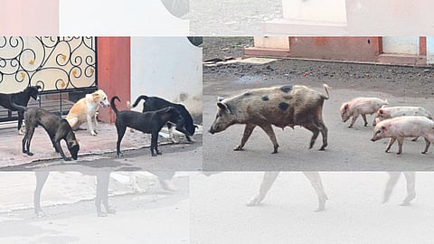 stray dogs & Pigs