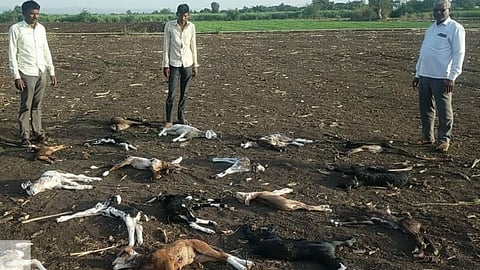 26 lambs killed in leopard attack