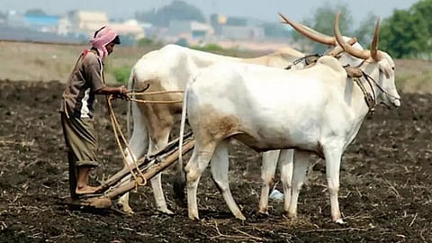 farmer