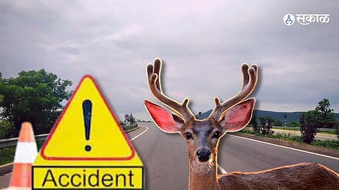 Malharpeth Pandharpur highways number of increasing wild animal accident