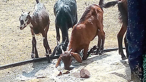 Water Scarcity in animals