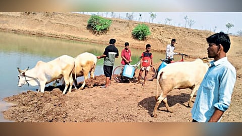 Akola water scarcity citizens use animals Drinking water