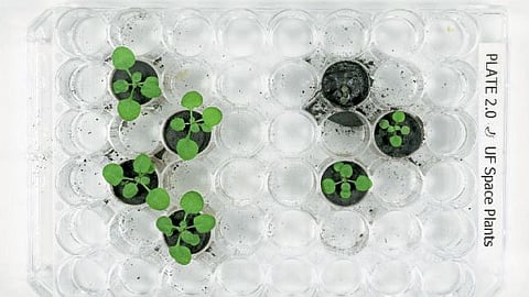 Seedlings sprouted in soil of the moon Research by scientists University of Florida USA