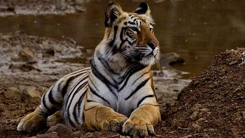 Chandrapur Gadchiroli Two people death in tiger attack