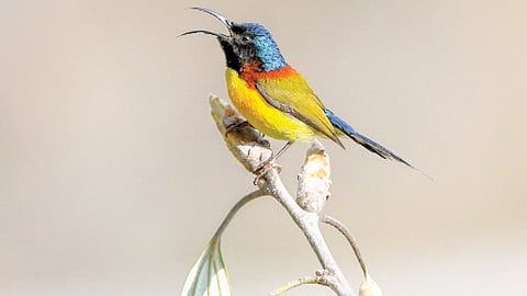 mishmi hills shinjir bird