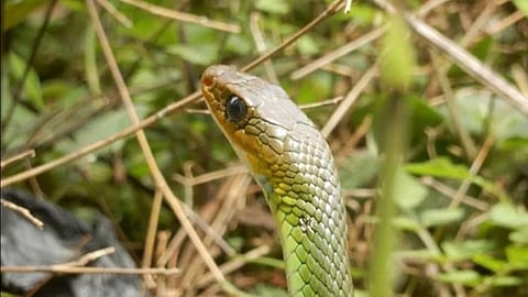 Beware from snakes in rainy season