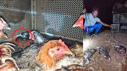 cobra in chiken cage