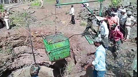 forest department leopard resue operation