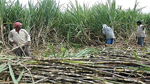 Sugarcane