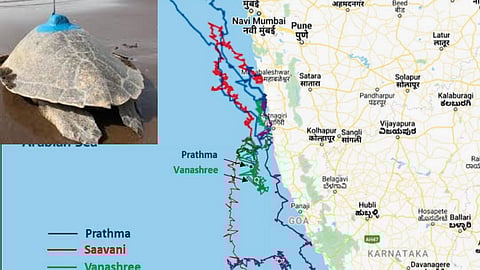 सॅटेलाइट टॅगिंग