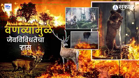 वणव्यांमुळे होते आहे मोठे नुकसान