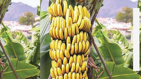 after six years the price of bananas has gone up jalgaon