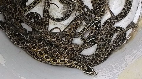 Russell's viper