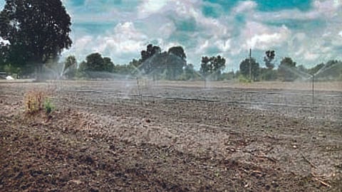 Crisis of double sowing on Baliraja