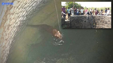 Houdbagh leopard fell in well rescued by forest department