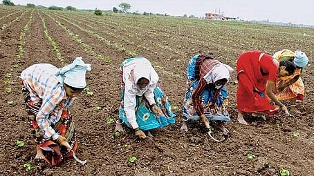 cotton sowing