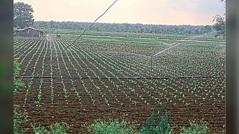 Nagpur no rainfall farmer crop damage