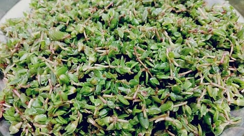 chiwal