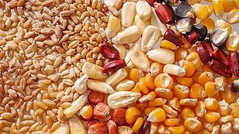 Seed News