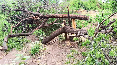 cuttin Sandalwood tree