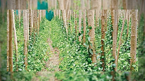 Jalgaon leaf production