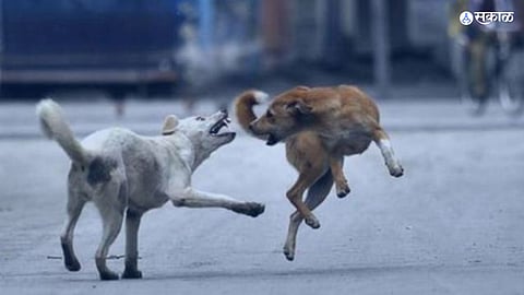 stray dog attacked four year old girl ulhasnagar Immunoglobulin injections not available in government hospital mumbai