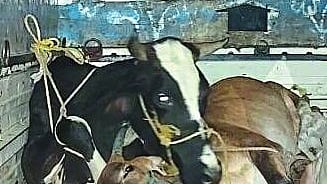 जनावरांची चोरटी वाहतूक रोखली