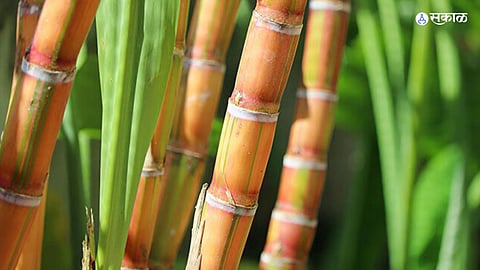 Sugarcane
