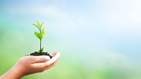 Neem Pipal Tree News